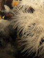   Argentine sea anemone  